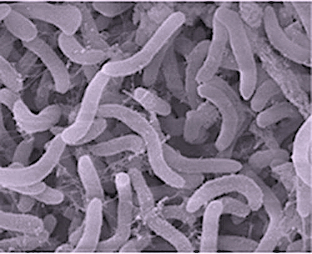 Ejemplo de género y especie de una bacteria.