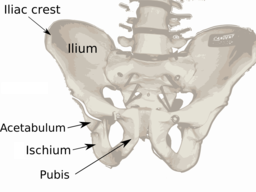 Anatomía de la pelvis
