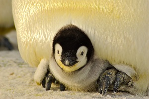 Bebé pingüino
