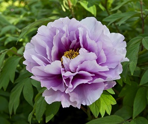 Cerca de Peony Blossom