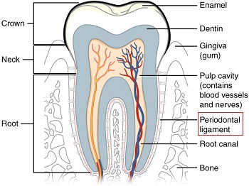 ligamento periodontal