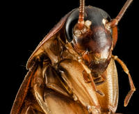 Cucaracha americana