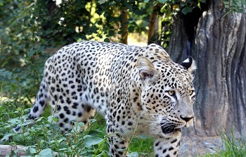 Subespecie de leopardo persa