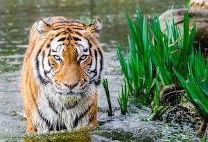 Tigre
