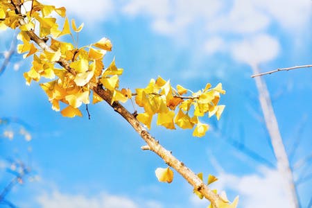 Una fotografía de una rama de un árbol de ginkgo contra un cielo azul