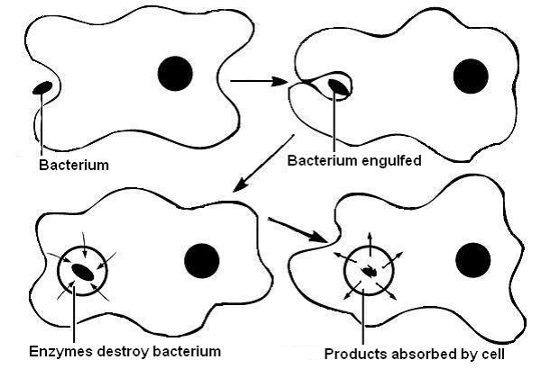 Fagocitosis