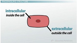 Intra y extracelular