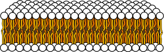 Bicapa de fosfolípidos