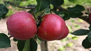 Árbol de manzana