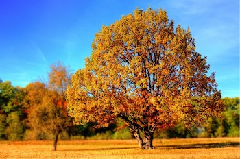 hojas de arbol de otoño