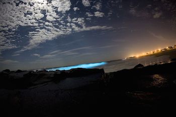 Dinoflagelados bioluminiscentes