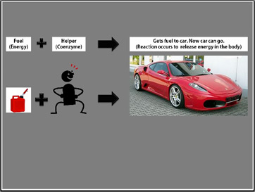 Ejemplo práctico de proceso de coenzimas