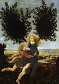 Daphne convirtiéndose en un árbol
