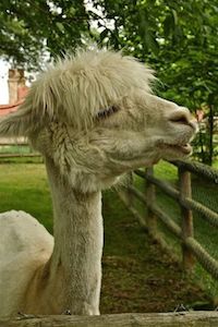 Los incas domesticaron llamas