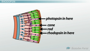 Fotopsina Rodopsina