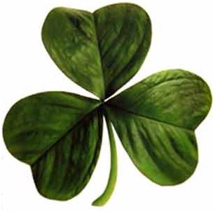 Foto de un trébol (trébol irlandés)