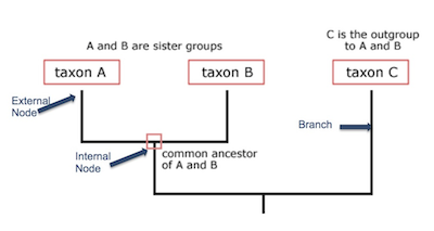Anatomía de un árbol filogenético