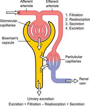 Glomérulo