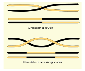 Dibujo de Crossing Over