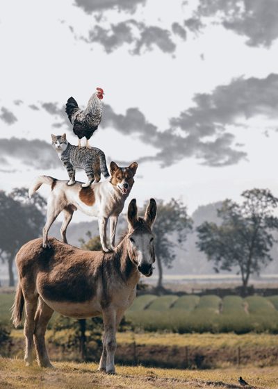 Falta de percepción de profundidad para el burro y el pollo.