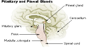 Diagrama de la glándula pineal