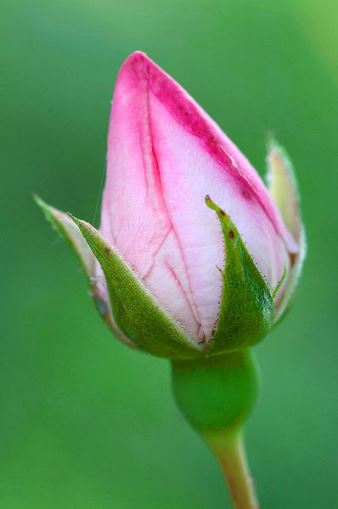 Rosa rosada