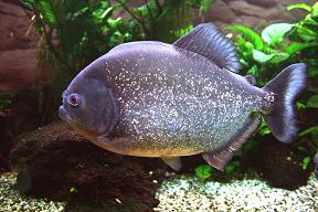 piraña