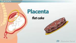 Diagrama de placenta