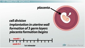 Formación de placenta