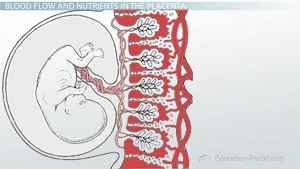 placenta 2