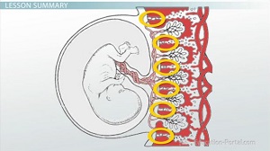 placenta