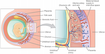 Diagrama de las diferentes partes tanto del embrión como de la placenta