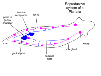 Sistema reproductivo planario