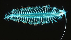 Una imagen de plancton.