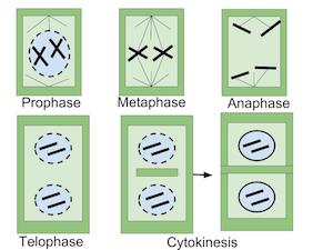célula vegetal de la mitosis