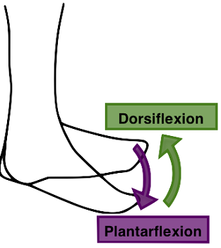 flexión plantar