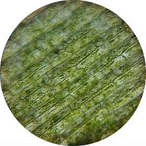 células vegetales