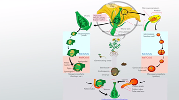 fertilización vegetal