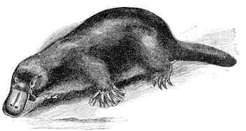 ornitorrinco