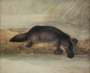 Mamífero australiano