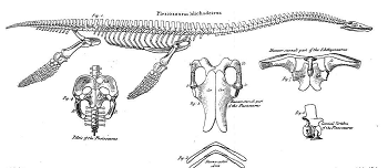 dibujo de plesiosaurio descubierto por Mary Anning