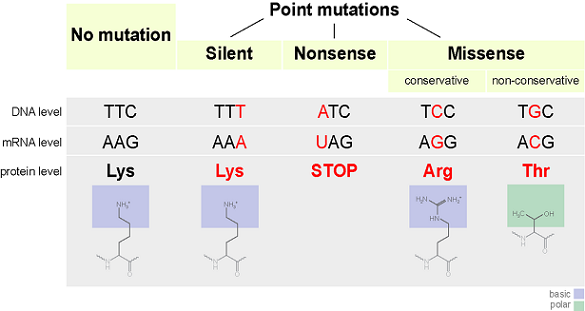 Un diagrama que muestra diferentes tipos de mutaciones puntuales.