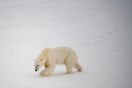 Un oso polar blanco caminando a cuatro patas por la nieve.