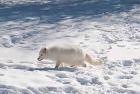 Foto de zorro polar ártico caminando