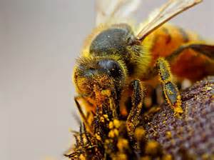 Miel de abeja cubierta de polen