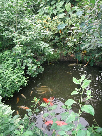 Estanque