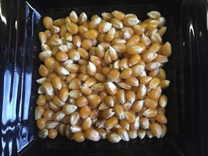 granos de palomitas de maíz