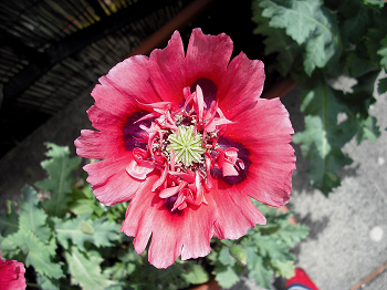 Una flor de amapola roja