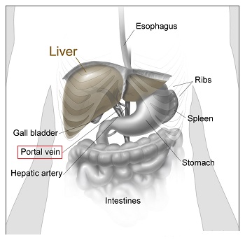 Vena porta