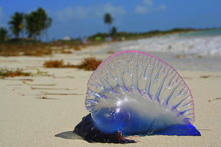 Man-O-War portugués